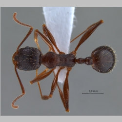 Aphaenogaster gibbosa Latreille, 1798 dorsal