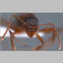 Aphaenogaster gibbosa Latreille, 1798 frontal