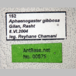 Aphaenogaster gibbosa Latreille, 1798 label