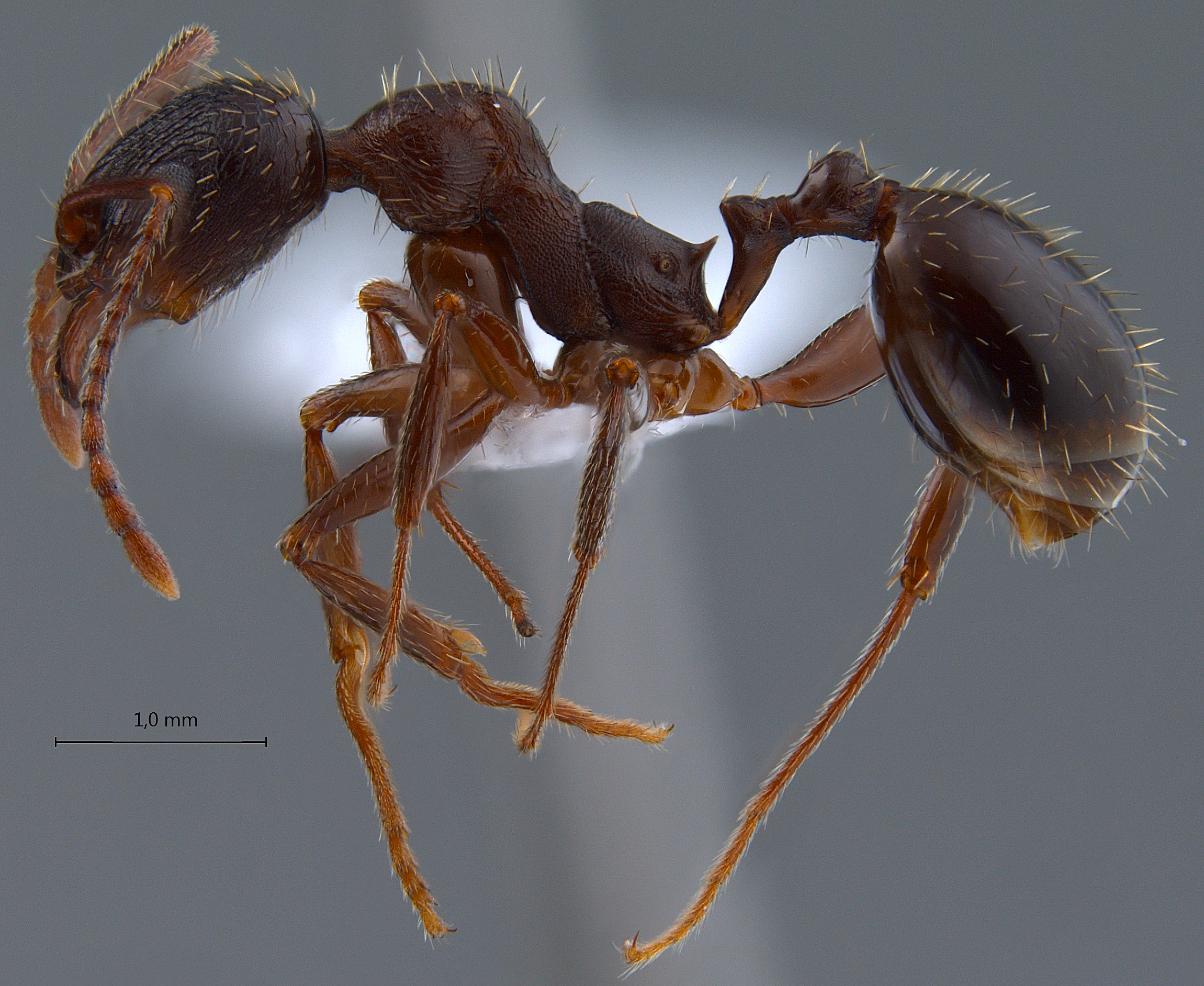 Aphaenogaster gibbosa lateral