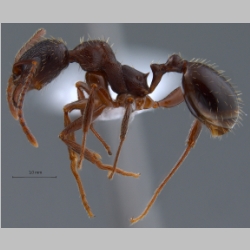 Aphaenogaster gibbosa Latreille, 1798 lateral