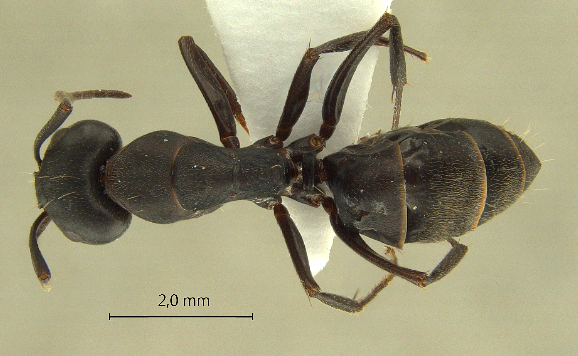 Camponotus armeniacus dorsal