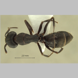 Camponotus armeniacus Arnol'di, 1967 dorsal