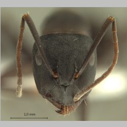 Camponotus armeniacus Arnol'di, 1967 frontal