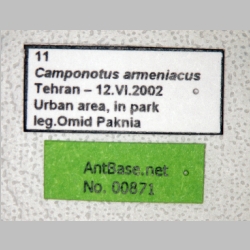 Camponotus armeniacus Arnol'di, 1967 label