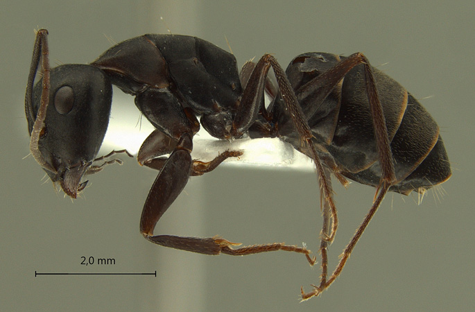 Camponotus armeniacus lateral