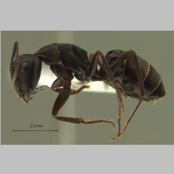 Camponotus armeniacus Arnol'di, 1967 lateral