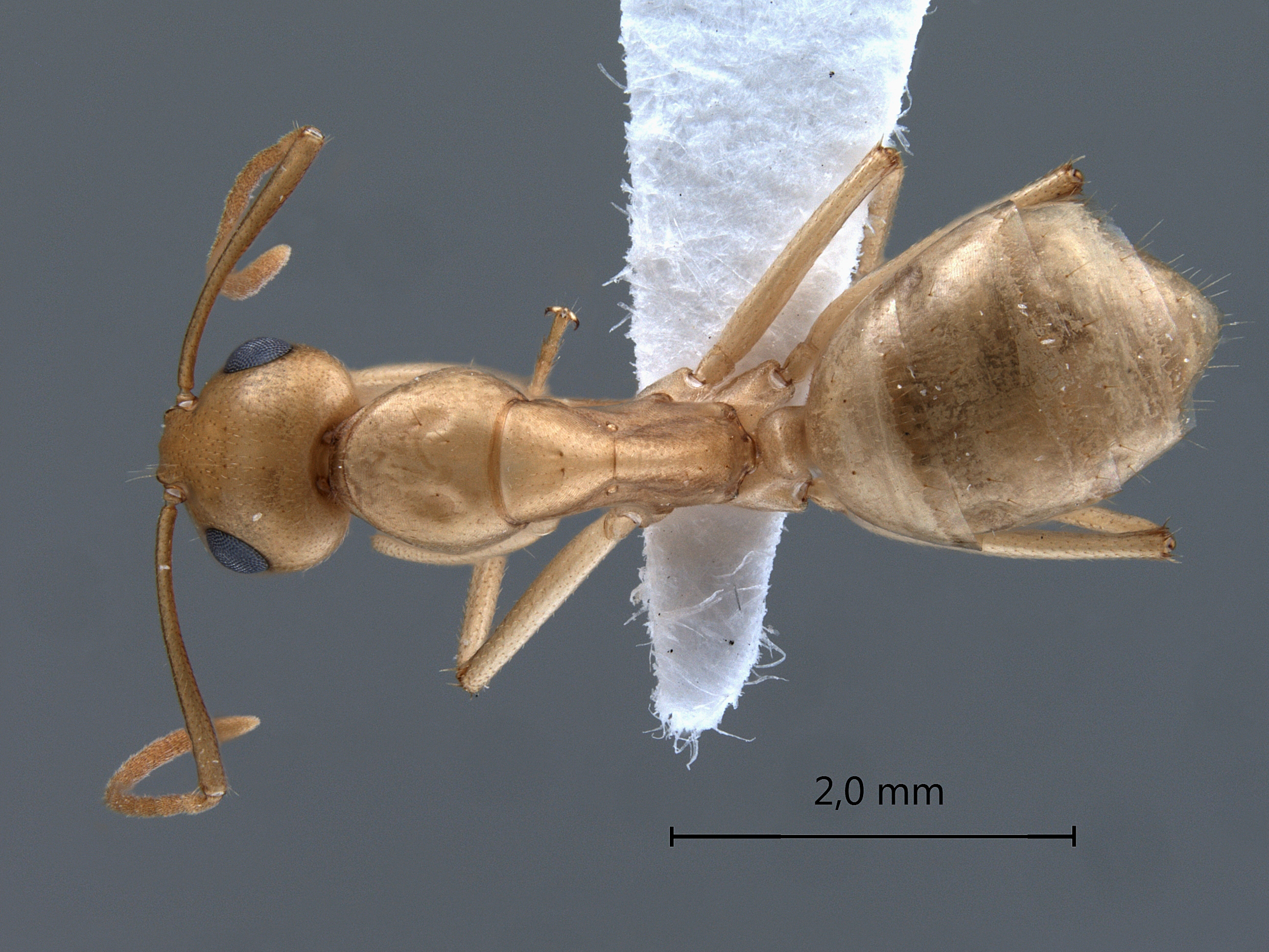Camponotus fedtschenkoi dorsal