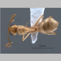 Camponotus fedtschenkoi Mayr, 1877 dorsal
