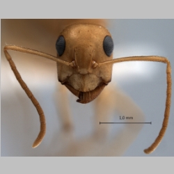 Camponotus fedtschenkoi Mayr, 1877 frontal