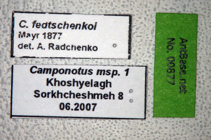 Camponotus fedtschenkoi label