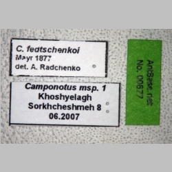 Camponotus fedtschenkoi Mayr, 1877 label