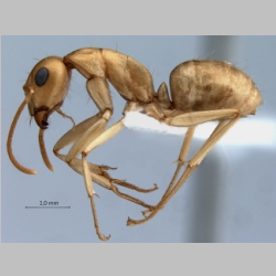 Camponotus fedtschenkoi Mayr, 1877 lateral