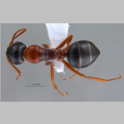 Camponotus kopetdaghensis Dlussky & Zabelin, 1985 dorsal