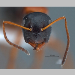 Camponotus kopetdaghensis Dlussky & Zabelin, 1985 frontal