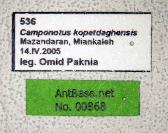 Camponotus kopetdaghensis label