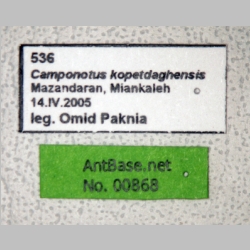Camponotus kopetdaghensis Dlussky & Zabelin, 1985 label