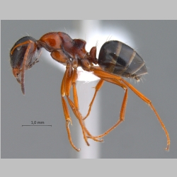 Camponotus kopetdaghensis Dlussky & Zabelin, 1985 lateral