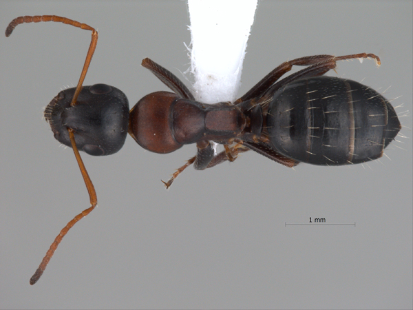 Camponotus kurdistanicus dorsal