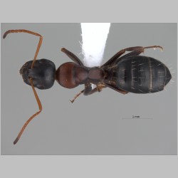 Camponotus kurdistanicus Emery, 1898 dorsal