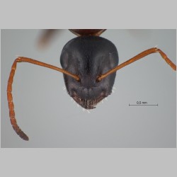 Camponotus kurdistanicus Emery, 1898 frontal