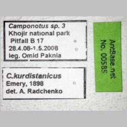 Camponotus kurdistanicus Emery, 1898 label