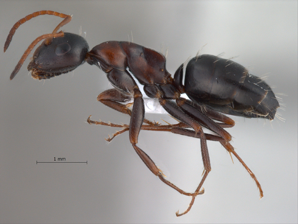 Camponotus kurdistanicus lateral