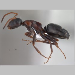 Camponotus kurdistanicus Emery, 1898 lateral