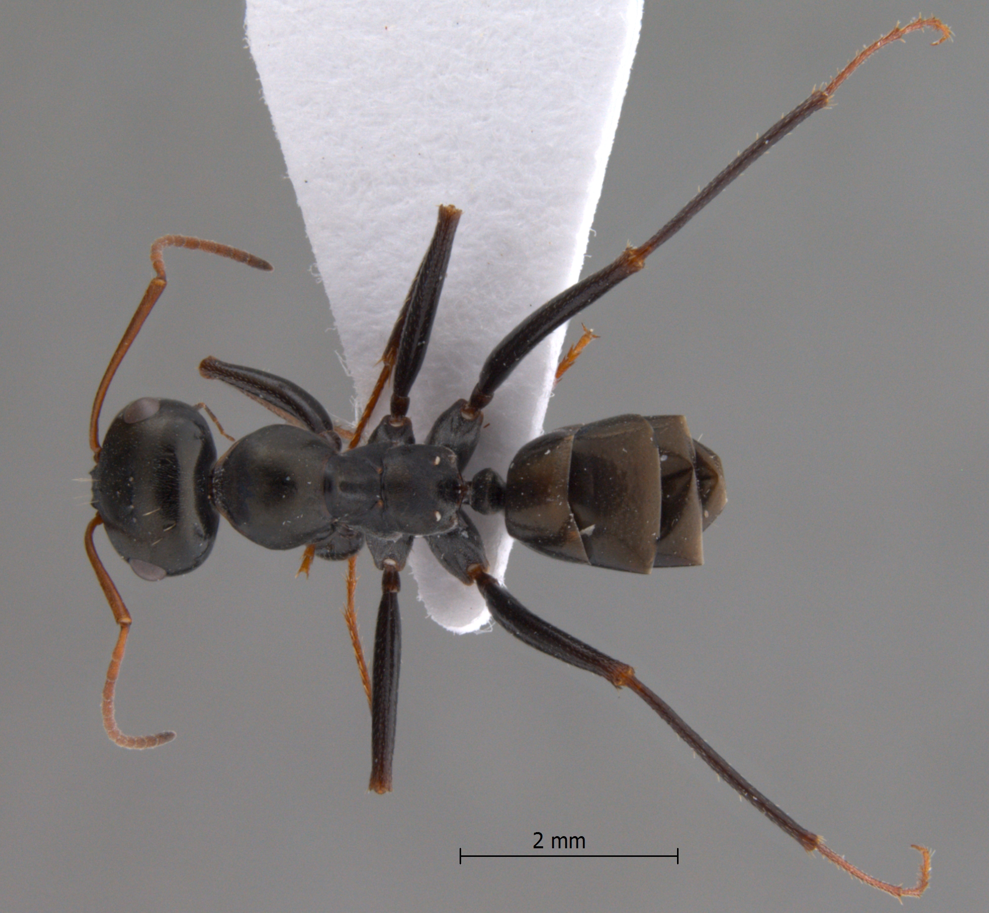 Cataglyphis cugiai dorsal