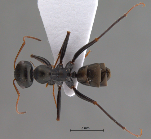 Cataglyphis cugiai dorsal
