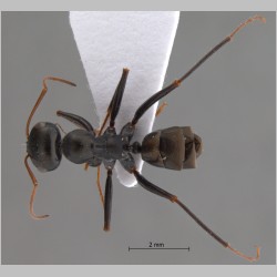 Cataglyphis cugiai Menozzi, 1939 dorsal