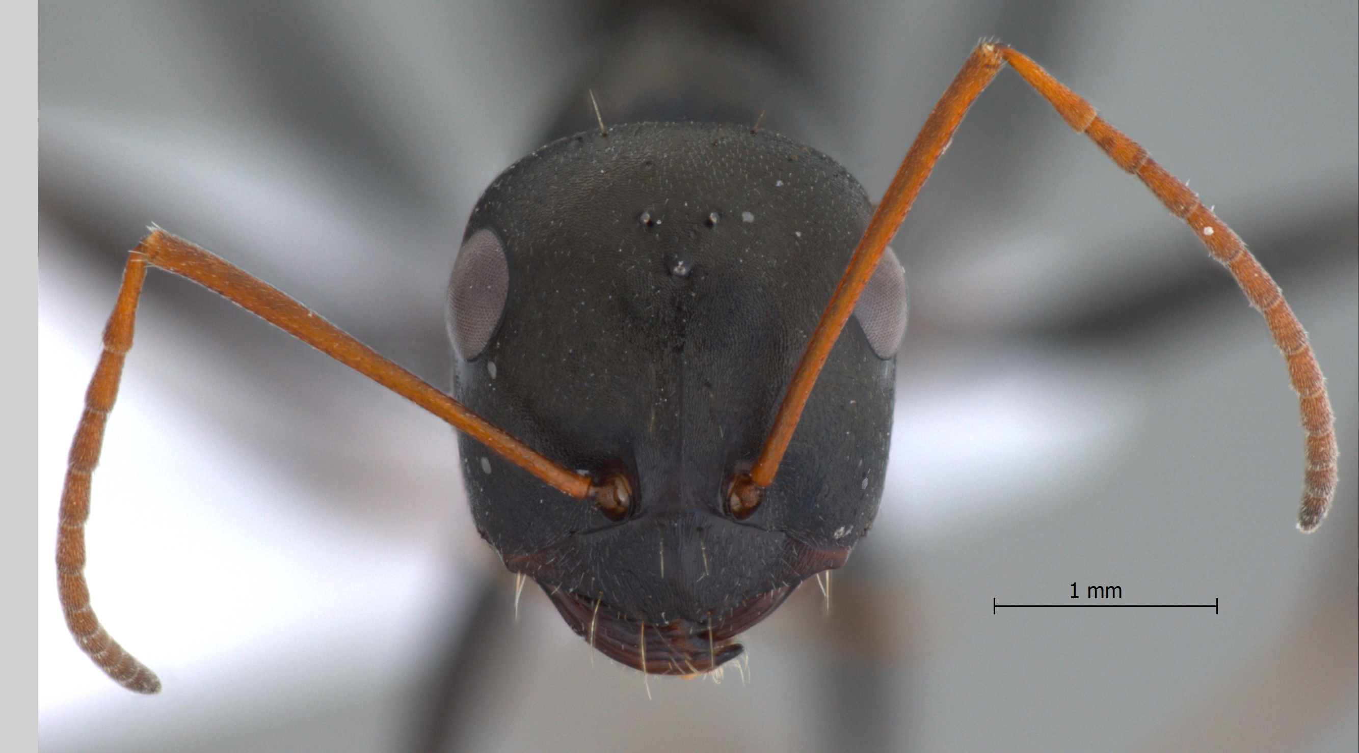 Cataglyphis cugiai frontal