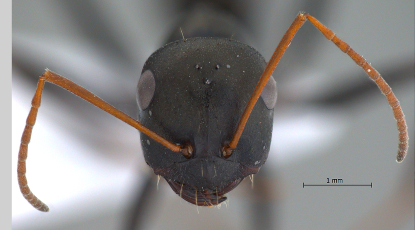 Cataglyphis cugiai frontal