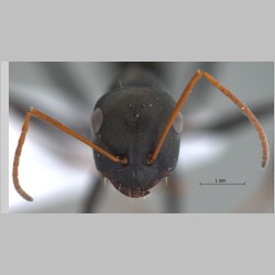 Cataglyphis cugiai Menozzi, 1939 frontal