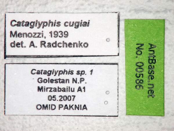 Cataglyphis cugiai label