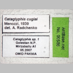 Cataglyphis cugiai Menozzi, 1939 label