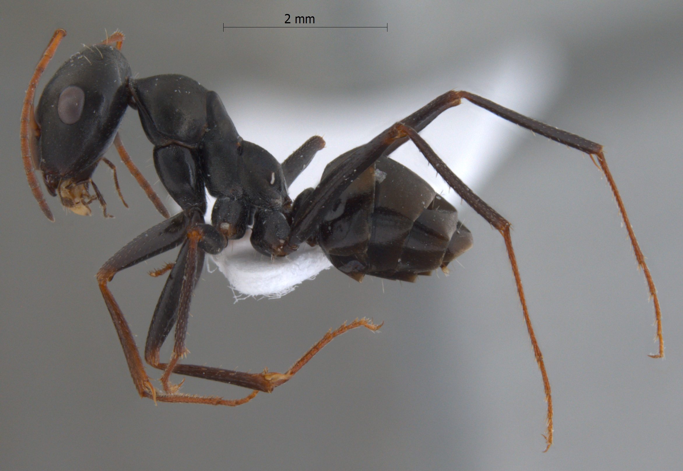 Cataglyphis cugiai lateral