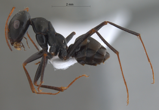 Cataglyphis cugiai lateral