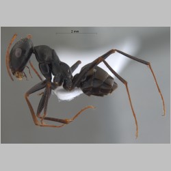 Cataglyphis cugiai Menozzi, 1939 lateral