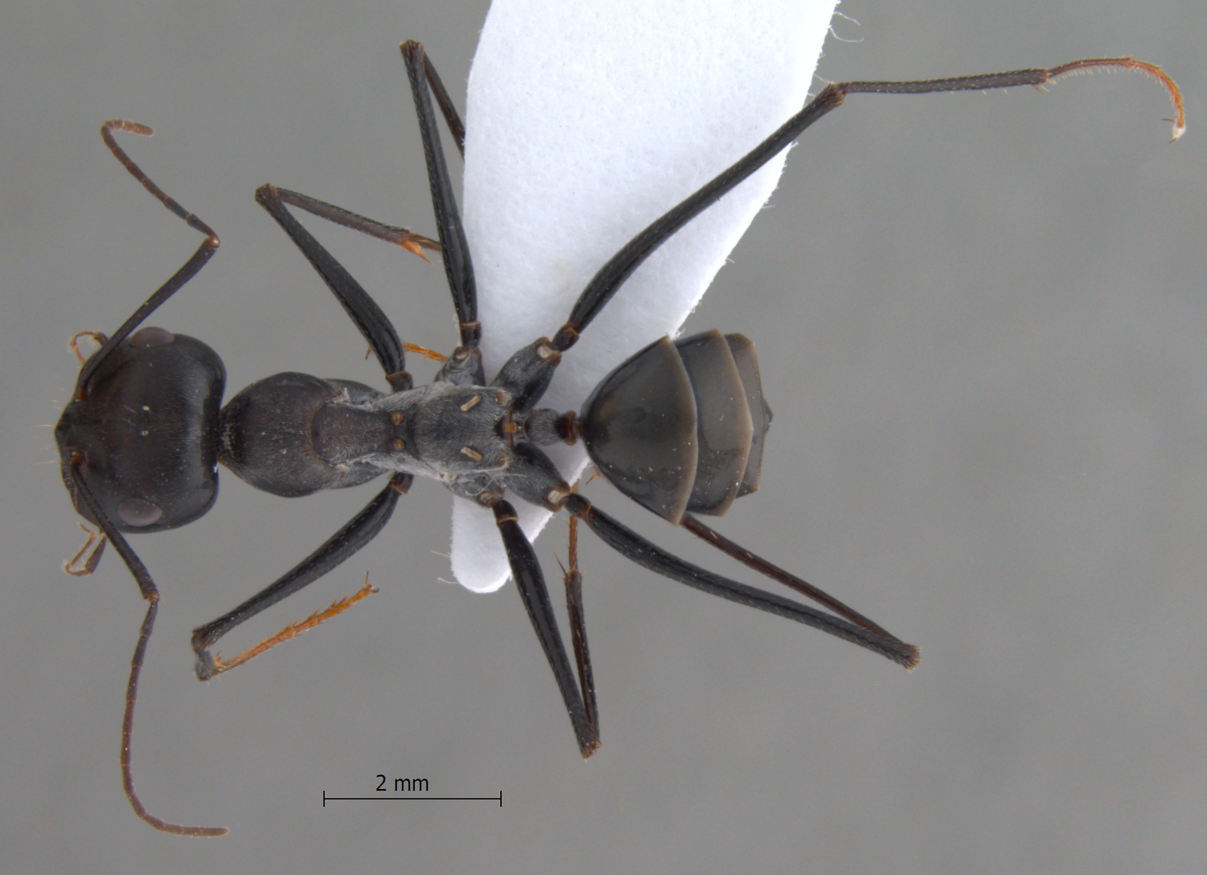 Cataglyphis isis dorsal