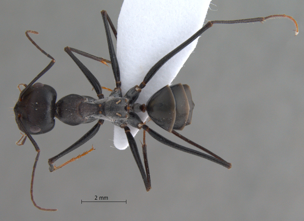 Cataglyphis isis dorsal