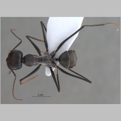 Cataglyphis isis Forel, 1913 dorsal