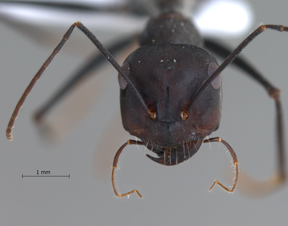 Cataglyphis isis frontal