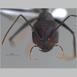 Cataglyphis isis Forel, 1913 frontal