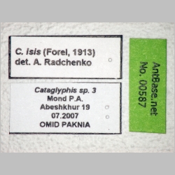 Cataglyphis isis Forel, 1913 label