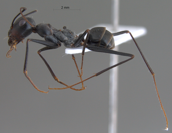 Cataglyphis isis lateral