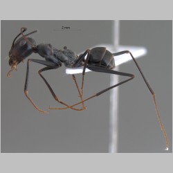 Cataglyphis isis Forel, 1913 lateral