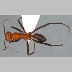 Cataglyphis kurdistanicus Pisarski, 1965 dorsal