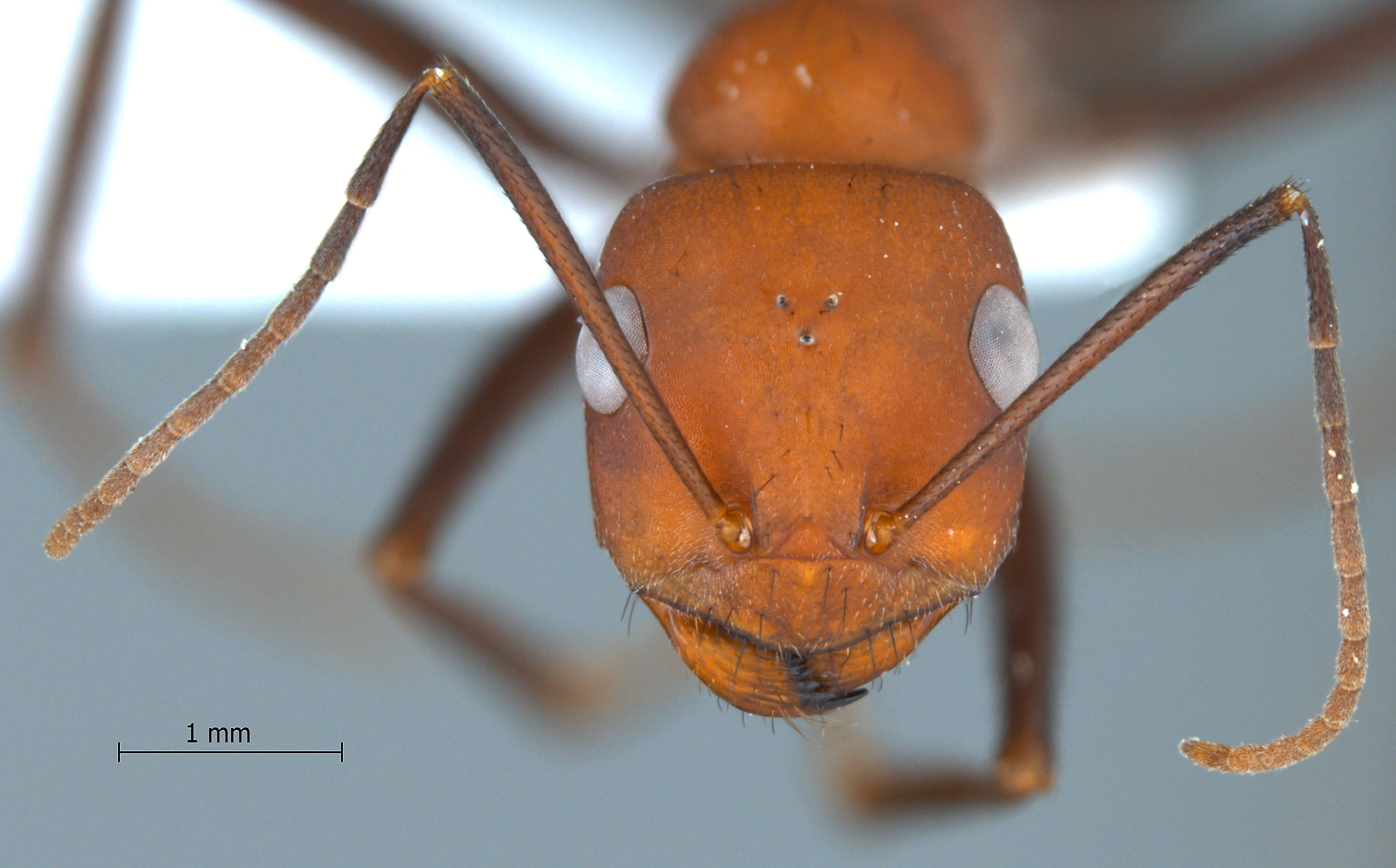 Cataglyphis kurdistanicus frontal
