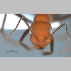 Cataglyphis kurdistanicus Pisarski, 1965 frontal
